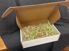 A Gift Box with decorative Paper Shred